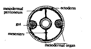 1850_Coelom - Metazoa.png